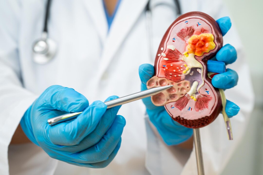 Nephrology Care at Auctus Hospital